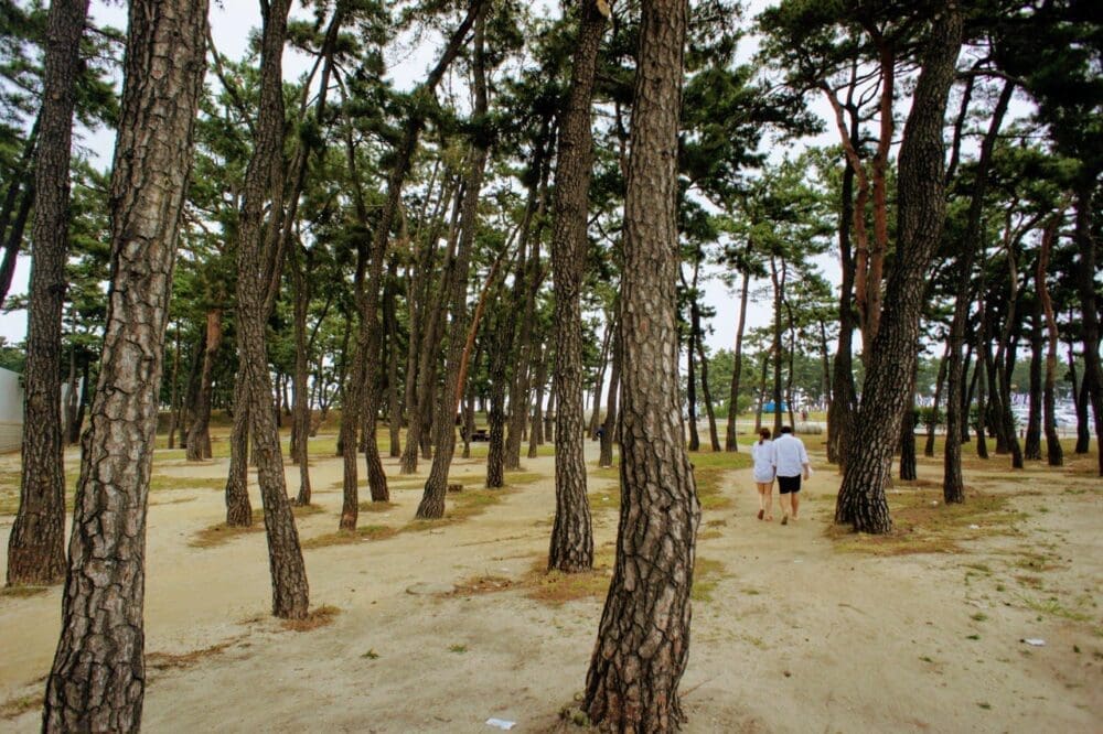 8 Things to do at Gyeongpo Beach in Gangneung for a Perfect Summer Escape 13 trees at gyeongpo beach