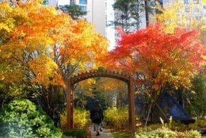 Autumn in Seoul | 17 Spectacular Places to Visit in Seoul during Autumn 12 Autumn in Seoul