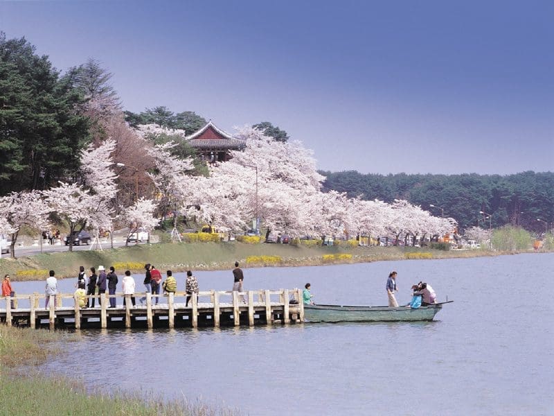 5 Unique Things to Do at Daegwallyeong Sheep Farm (with Directions) 13 korea cherry blossoms, spring in korea,sakura korea, south korea cherry blossom, cherry blossom festivals korea, gyeongpo, gyeongpo cherry blossom festival