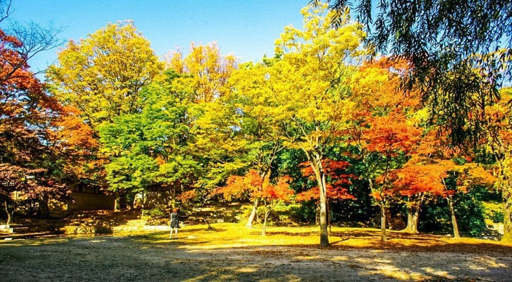 changdeokgung palace in autumn