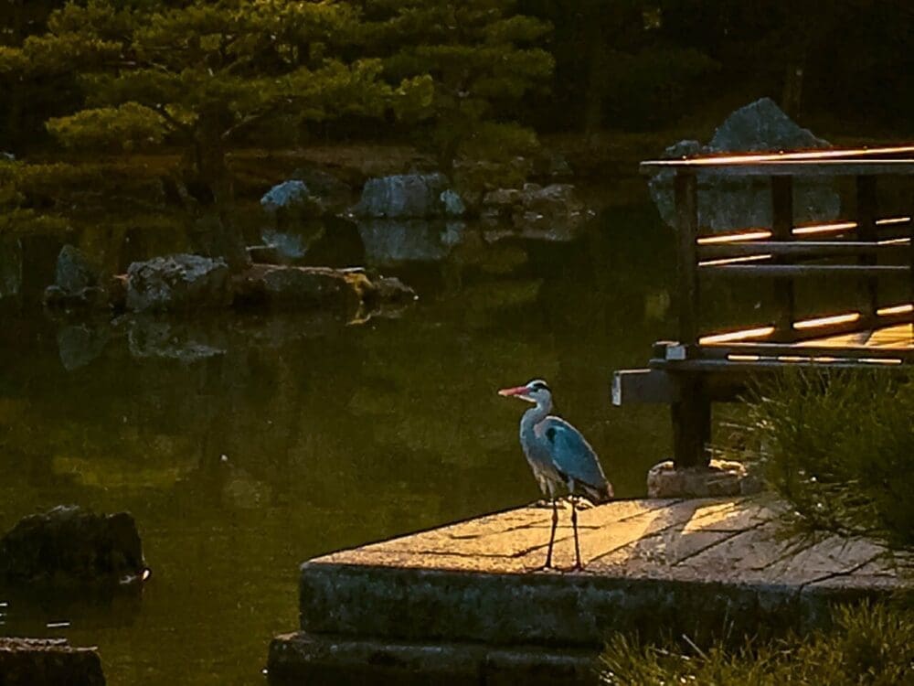Magic Hour at Kinkakuji Temple, the Golden Pavilion in Kyoto 14 kinkakuj temple | golden pavilion kyoro