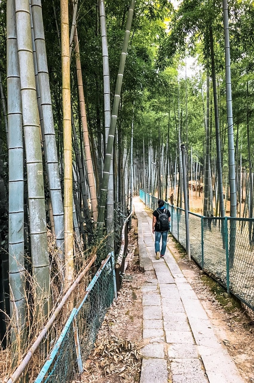 Destinations 23 bamboo trees fushimi inari japan