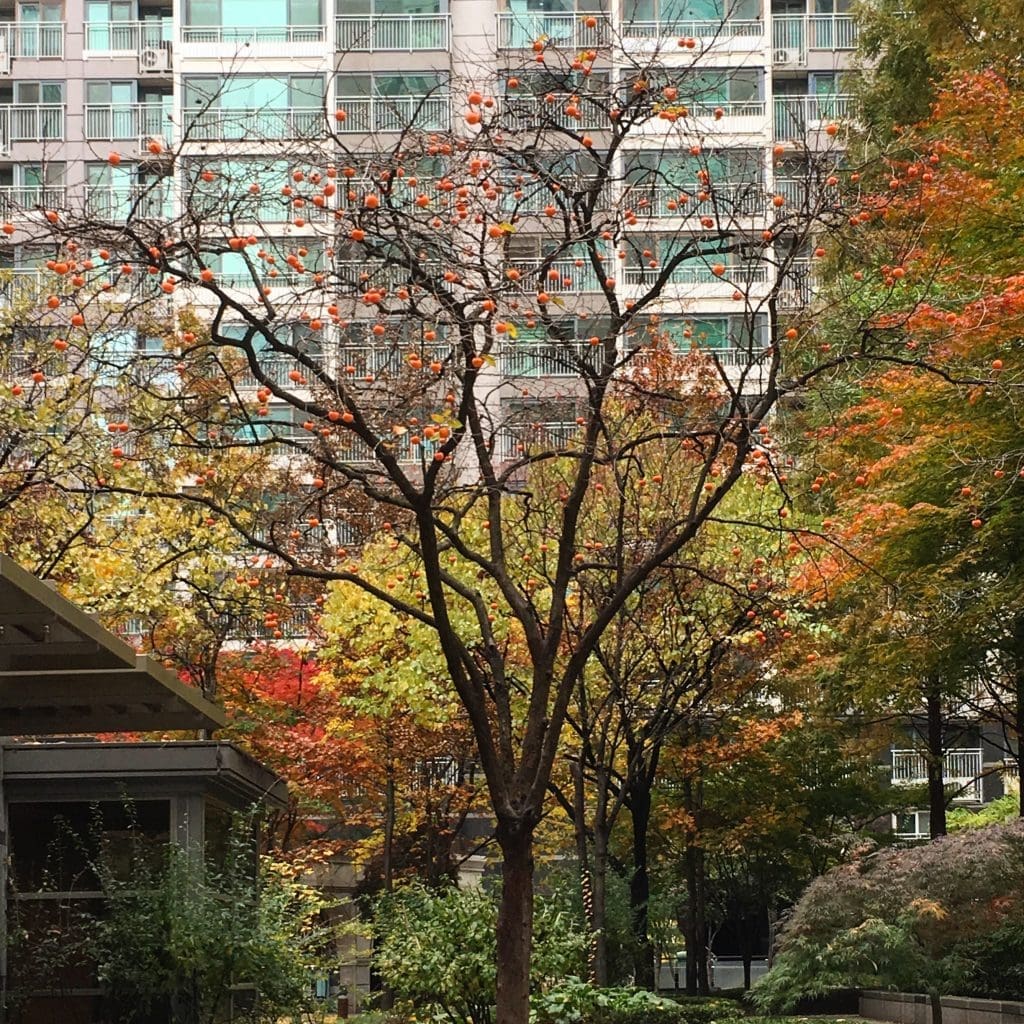 Autumn in Seoul | 17 Spectacular Places to Visit in Seoul during Autumn 6 persimmon tree during autumn in seoul
