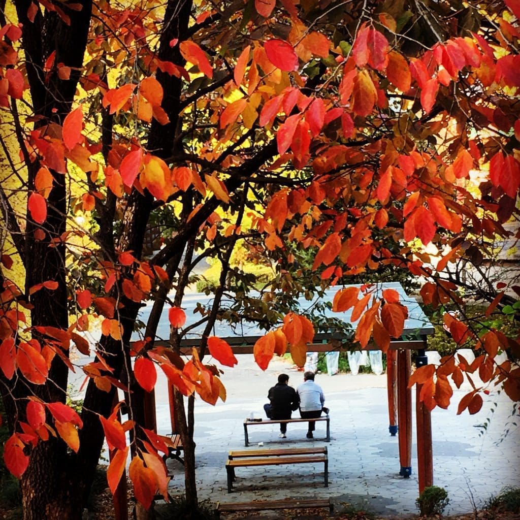 Autumn in Seoul | 17 Spectacular Places to Visit in Seoul during Autumn 33 autumn in seoul | children