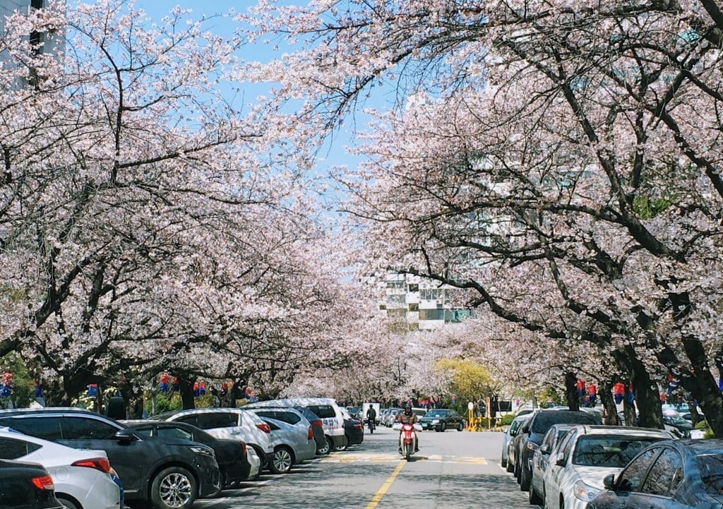 Autumn in Seoul | 17 Spectacular Places to Visit in Seoul during Autumn 36 cherry blossom trees in jamsil korea