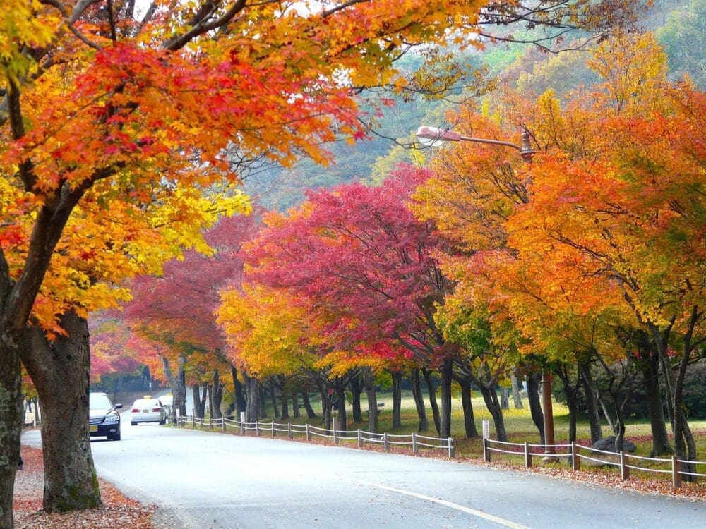 Autumn in Seoul | 17 Spectacular Places to Visit in Seoul during Autumn 7 trees lining a road during autumn in seoul