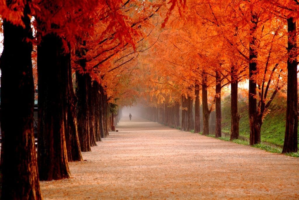 Autumn in Seoul | 17 Spectacular Places to Visit in Seoul during Autumn 2 line of trees in damyang during autumn in korea