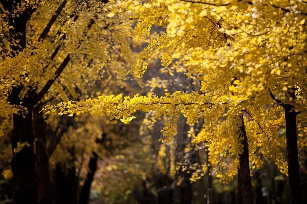 How to Visit Asan Ginkgo Tree Road and its 350 Magnificent Ginkgo Trees 15 ginkgo trees in korea