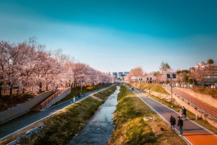 yangjaecheon stream cherry blossoms