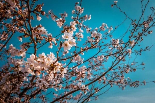 2026 Cherry Blossoms in Korea Forecast | Best Festivals in Seoul, Jinhae, Busan and More 48 cherry blossoms in seoul | yangjaecheon stream