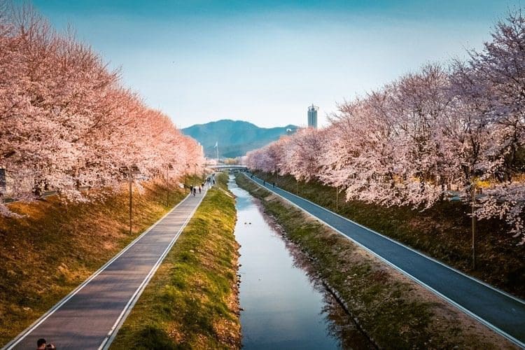 2026 Cherry Blossoms in Korea Forecast | Best Festivals in Seoul, Jinhae, Busan and More 2 cherry blossoms in korea at yangjae citizens forest