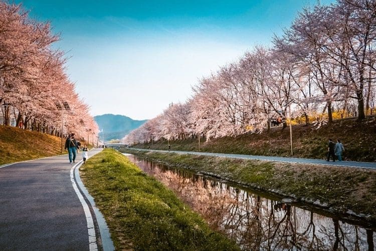 yangjaecheon stream cherry blossoms