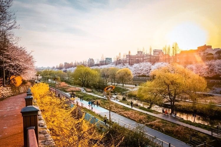 2026 Cherry Blossoms in Korea Forecast | Best Festivals in Seoul, Jinhae, Busan and More 21 yangjaecheon stream cherry blossom path at sunset