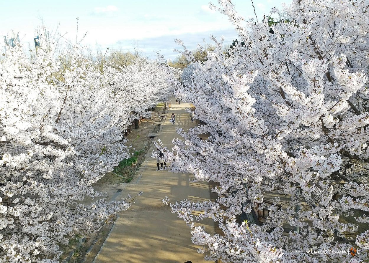 How to Book the Unforgettable Gangchon Rail Bike 14 korea cherry blossoms, spring in korea,sakura korea, south korea cherry blossom, cherry blossom festivals korea, seoul forest