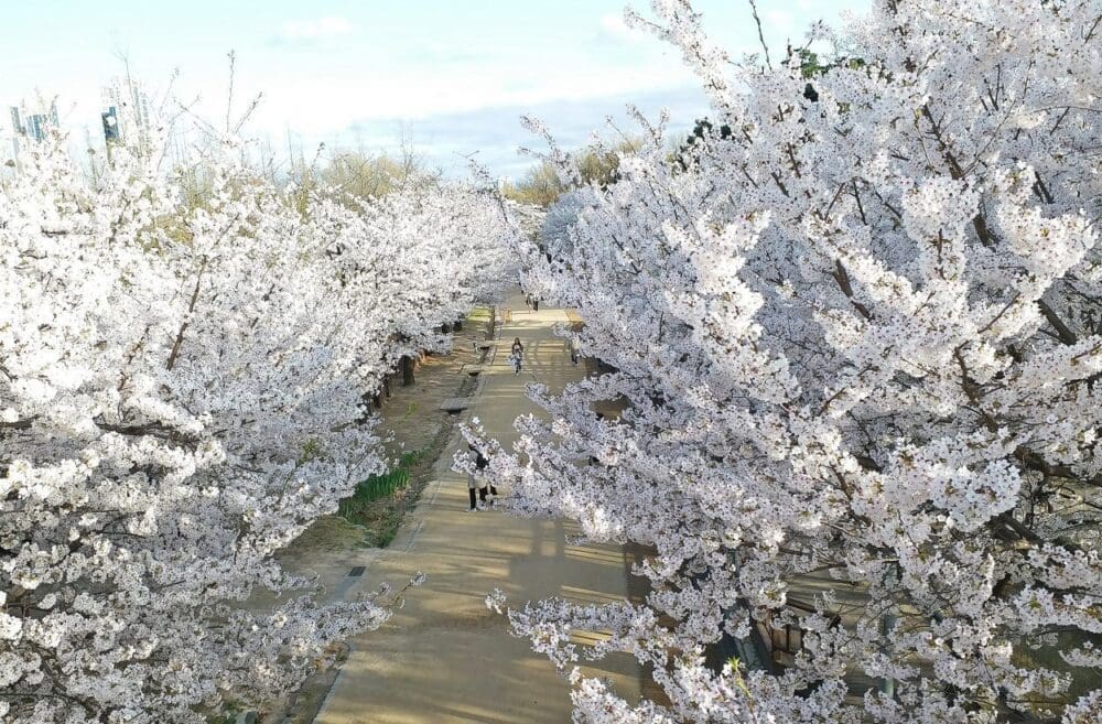 2026 Cherry Blossoms in Korea Forecast | Best Festivals in Seoul, Jinhae, Busan and More 5 cherry blossoms in korea at seoul forest