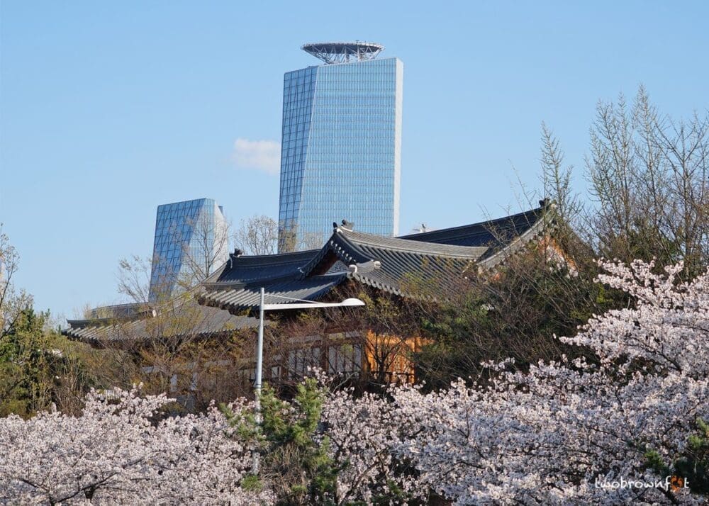 2026 Cherry Blossoms in Korea Forecast | Best Festivals in Seoul, Jinhae, Busan and More 19 cherry blossoms in korea, spring in korea, cherry blossom festivals in korea, yeouido cherry blossom festival