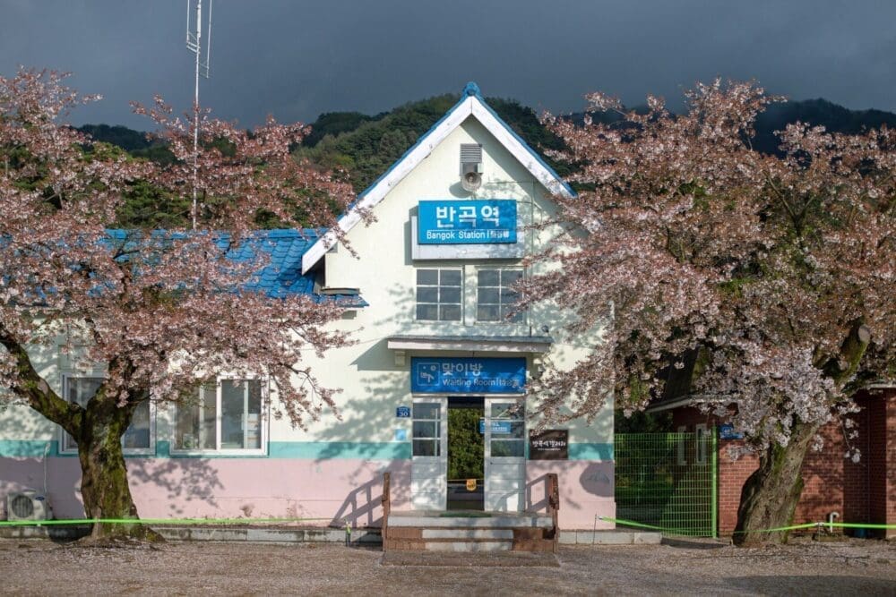 2026 Cherry Blossoms in Korea Forecast | Best Festivals in Seoul, Jinhae, Busan and More 12 Korea cherry blossom trees outside a train station
