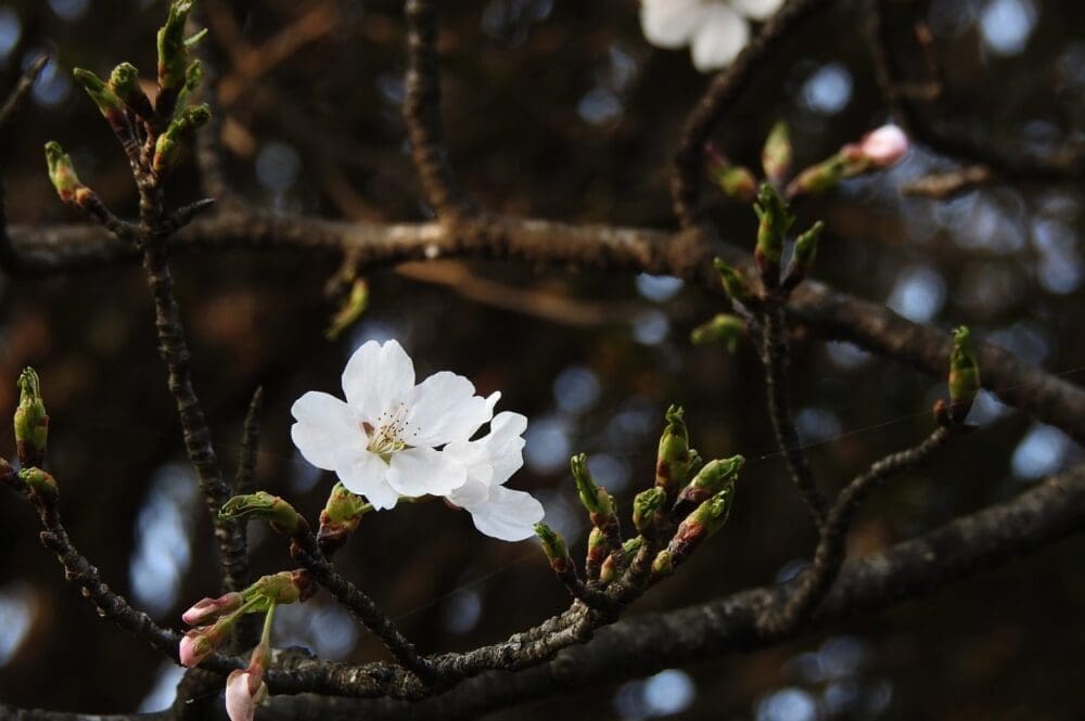 How to Visit the Gwangyang Maehwa Festival 2026 | Korea's First Spring Flowers! 9 cherry blossom in korea
