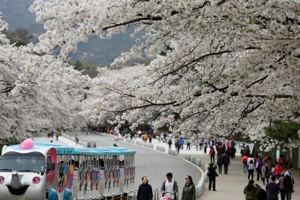 2026 Cherry Blossoms in Korea Forecast | Best Festivals in Seoul, Jinhae, Busan and More 9 cherry blossoms in korea at namsan