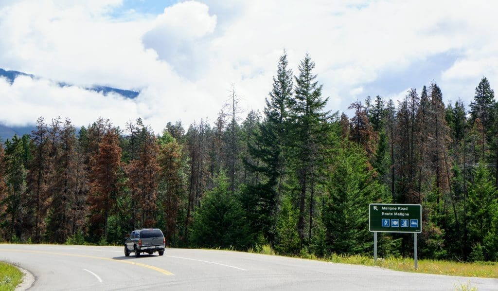 Maligne Lake Cruise | How to visit Famous Spirit Island in Jasper 10 highway to Maligne Lake