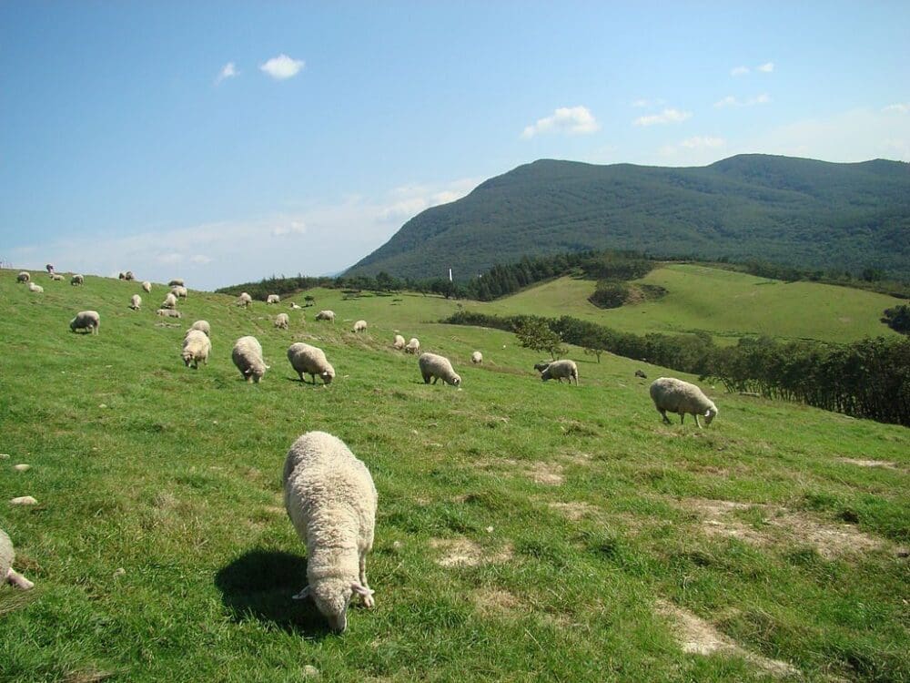 5 Unique Things to Do at Daegwallyeong Sheep Farm (with Directions) 11 sheep in a field at daegwallyeong sheep farm