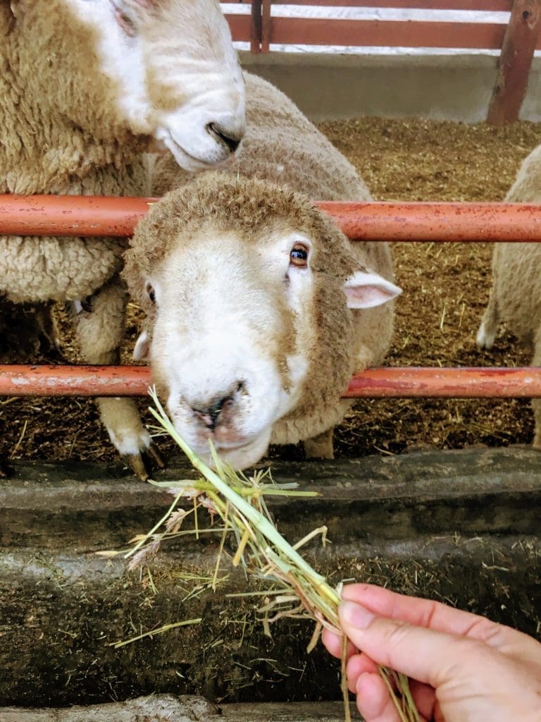 5 Unique Things to Do at Daegwallyeong Sheep Farm (with Directions) 1 a sheep at daegwallyeong sheep farm
