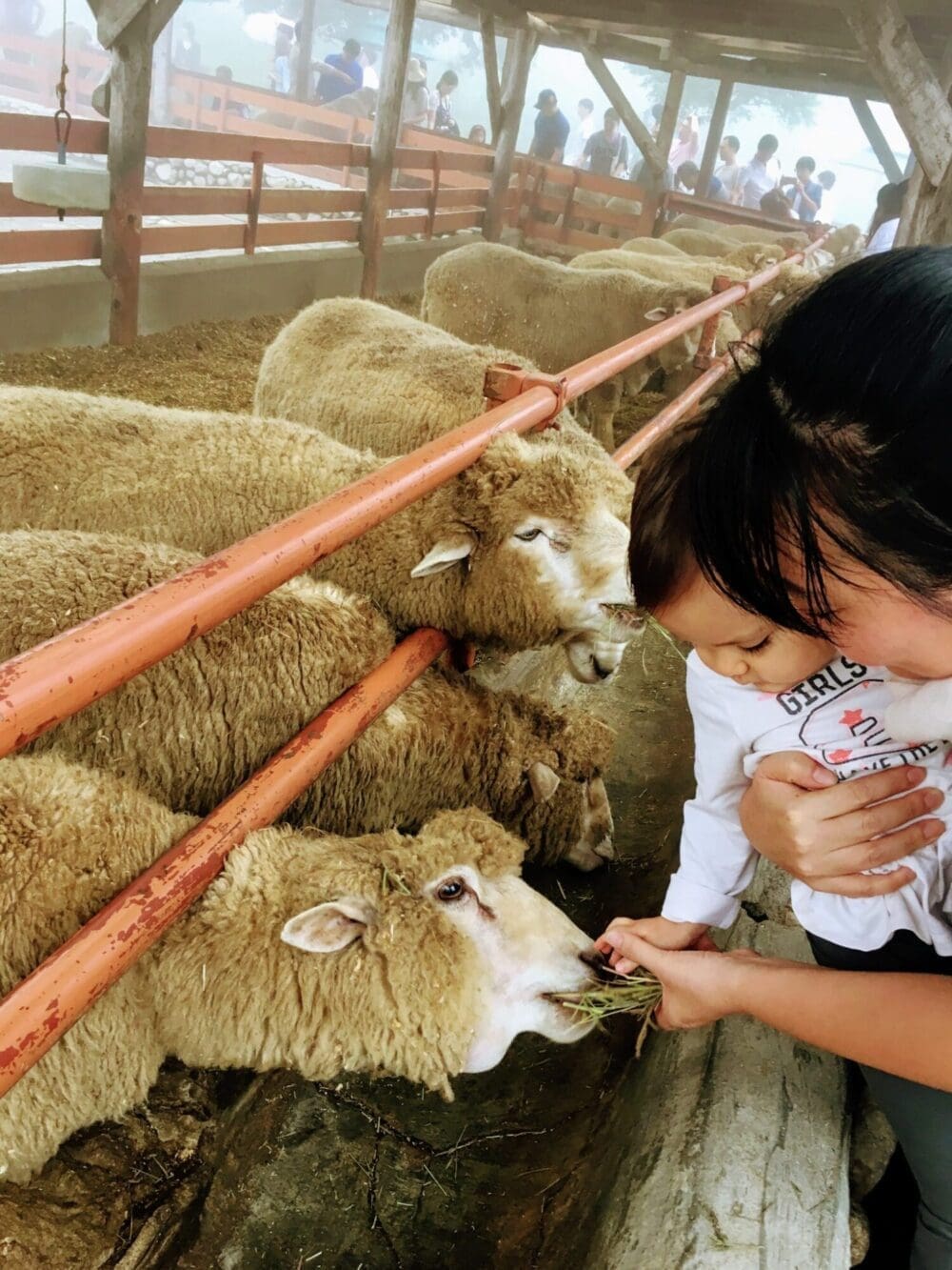 autumn in korea | daegwallyeong sheep farm