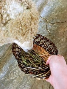 5 Unique Things to Do at Daegwallyeong Sheep Farm (with Directions) 5 feeding sheep at daegwallyeong sheep farm