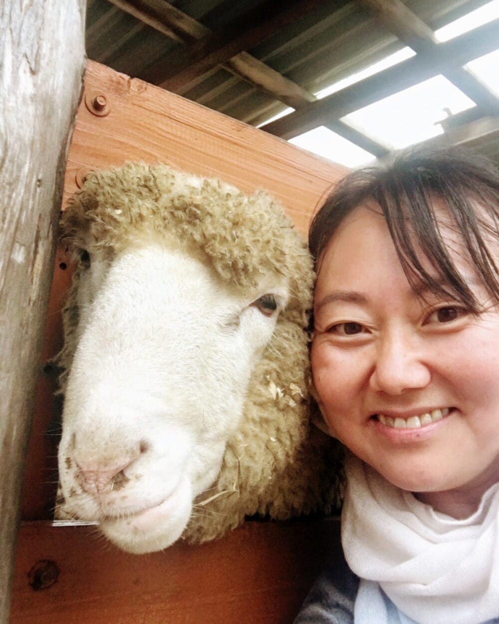 5 Unique Things to Do at Daegwallyeong Sheep Farm (with Directions) 7 daegwallyeong sheep ranch