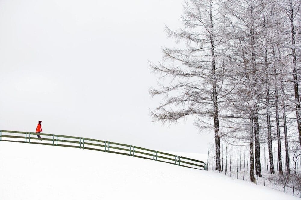 daegwallyeong sheep farm during winter in korea