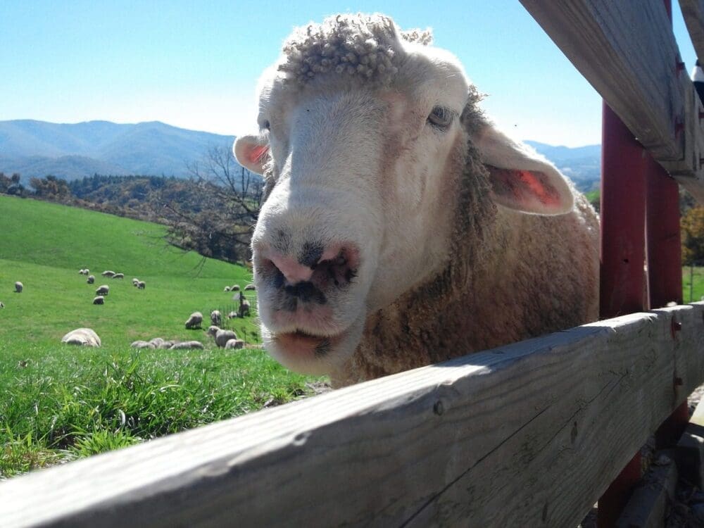 5 Unique Things to Do at Daegwallyeong Sheep Farm (with Directions) 3 sheep at daegwallyeong sheep ranch