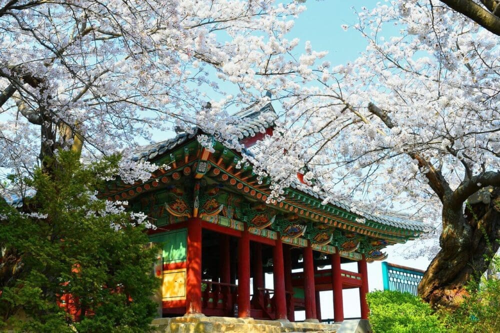 2026 Cherry Blossoms in Korea Forecast | Best Festivals in Seoul, Jinhae, Busan and More 31 cherry blossoms in korea | gyeongpodae