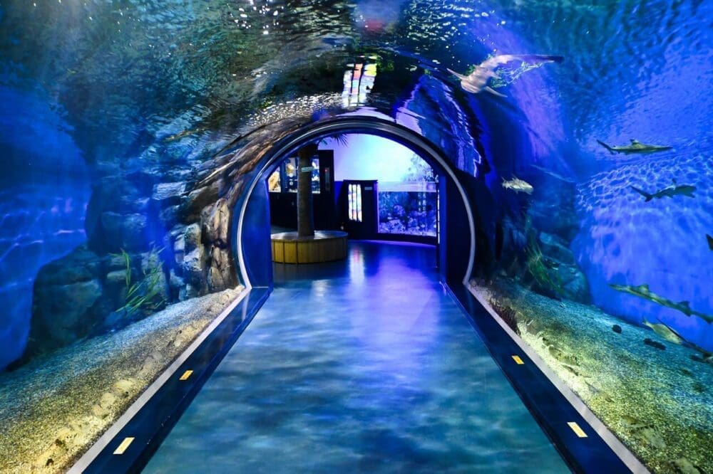 8 Things to do at Gyeongpo Beach in Gangneung for a Perfect Summer Escape 27 gyeongpo beach | gyeongpo aquarium