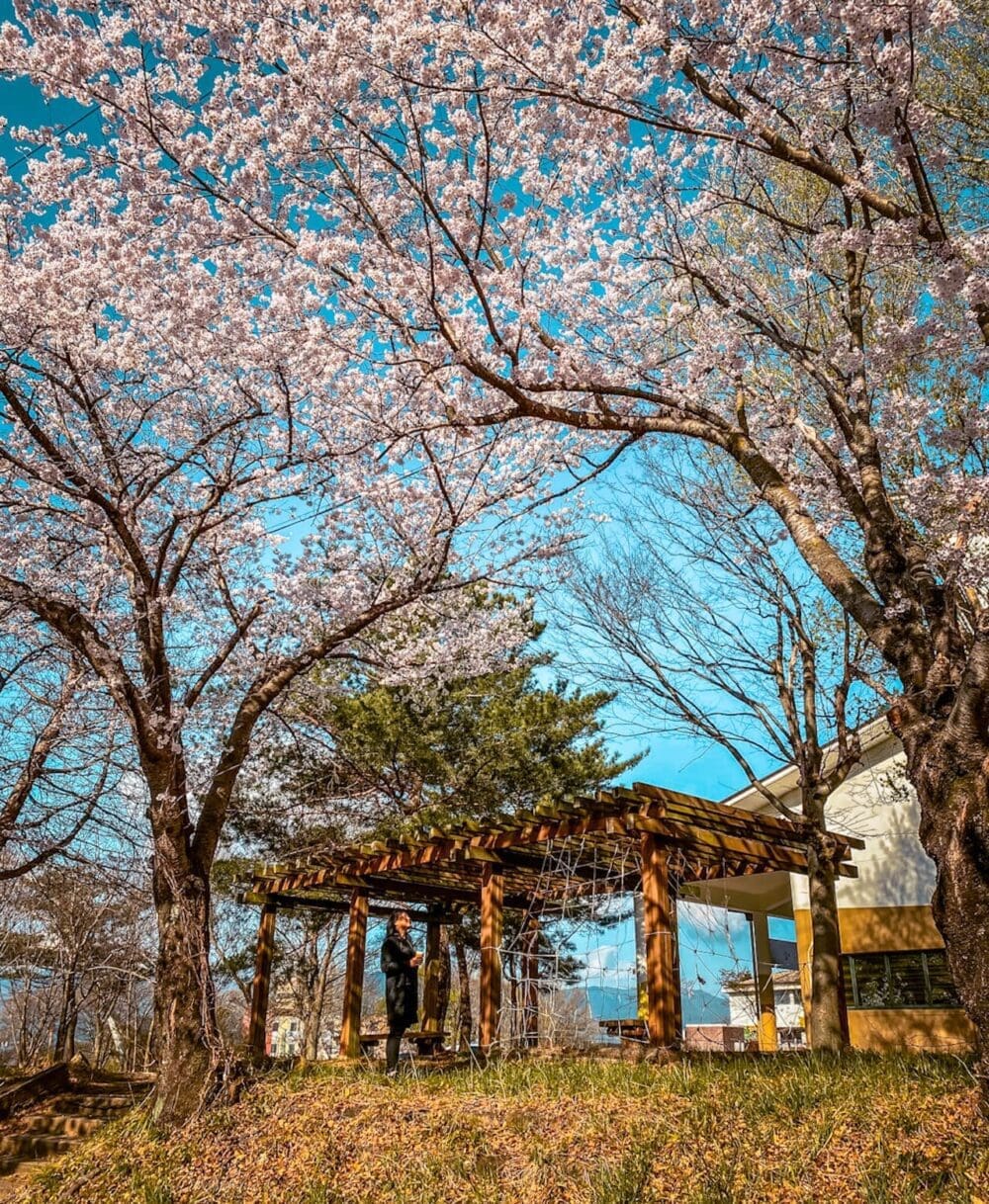 South Korea 15 korea travel guide | cherry blossoms in gurye