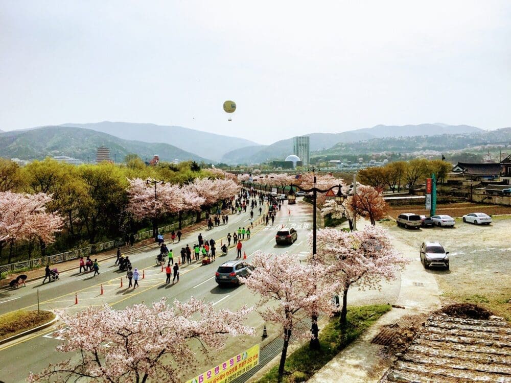 2026 Cherry Blossoms in Korea Forecast | Best Festivals in Seoul, Jinhae, Busan and More 25 gyeongju cherry blossom marathon in korea in april