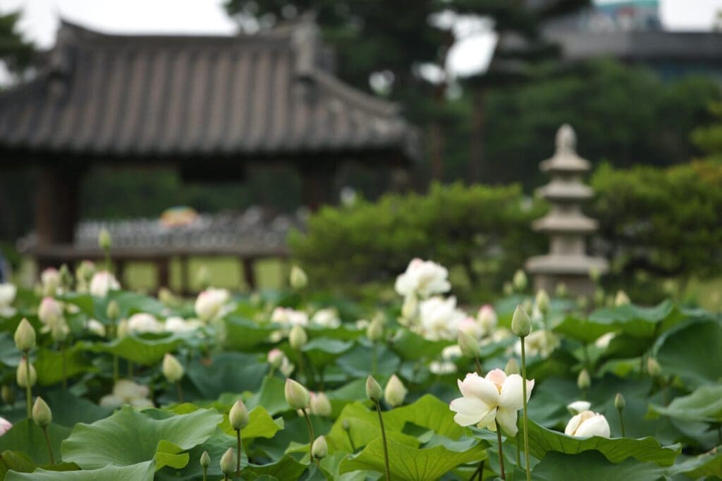 Korea in June 2026 Travel Guide | Lessons from 15 Years in Seoul 3 korea in june | lotuses at semiwon