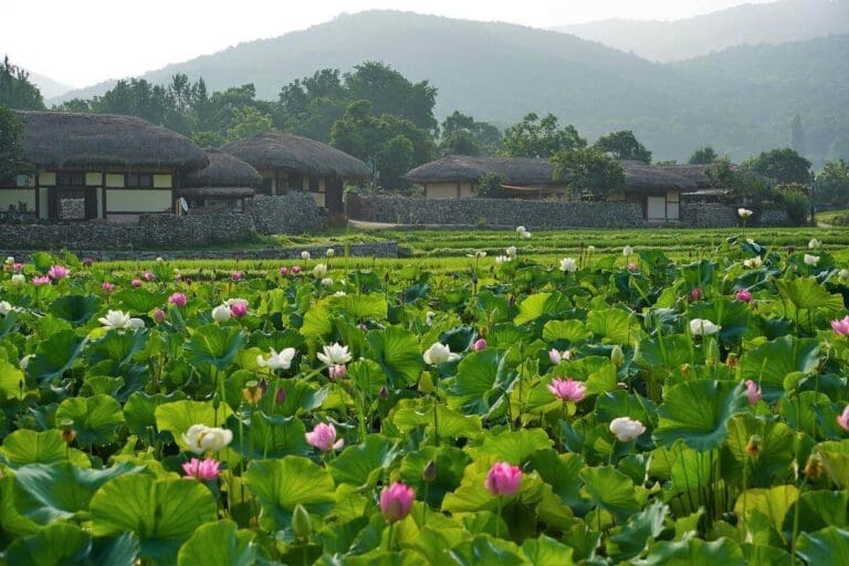 summer in korea | buyeo lotuses