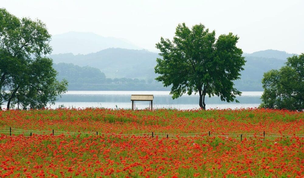 Korea in June 2026 Travel Guide | Lessons from 15 Years in Seoul 21 korea in june | poppies