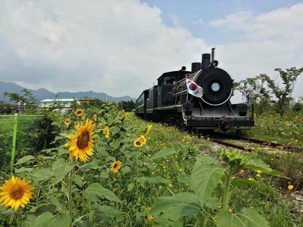 Korea in July 2026: Weather & Festival Guide From a 15-Year Expat 24 july in south korea | sunflowers