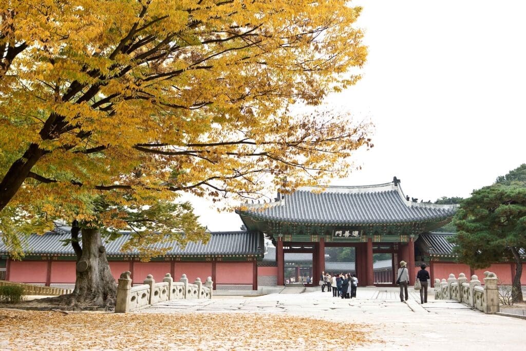 A large historic wooden palace gate at Changdeokgung with a grey tiled roof in Seoul, bordered by a giant yellow ginkgo tree in full autumn foliage on the left and a stone bridge walkway in the foreground.