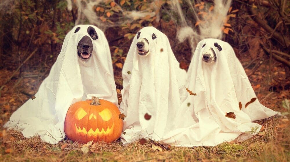 The Best Events to Celebrate Halloween in Korea in Spooky Style 1 halloween