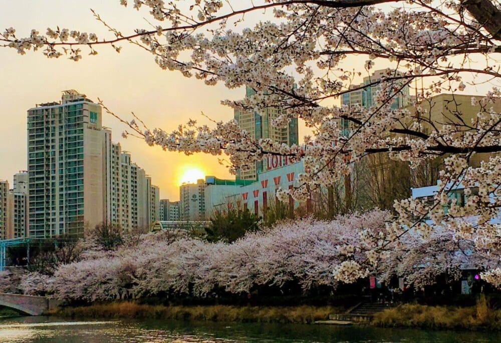 2026 Cherry Blossoms in Korea Forecast | Best Festivals in Seoul, Jinhae, Busan and More 18 seokchon lake cherry blossom festival