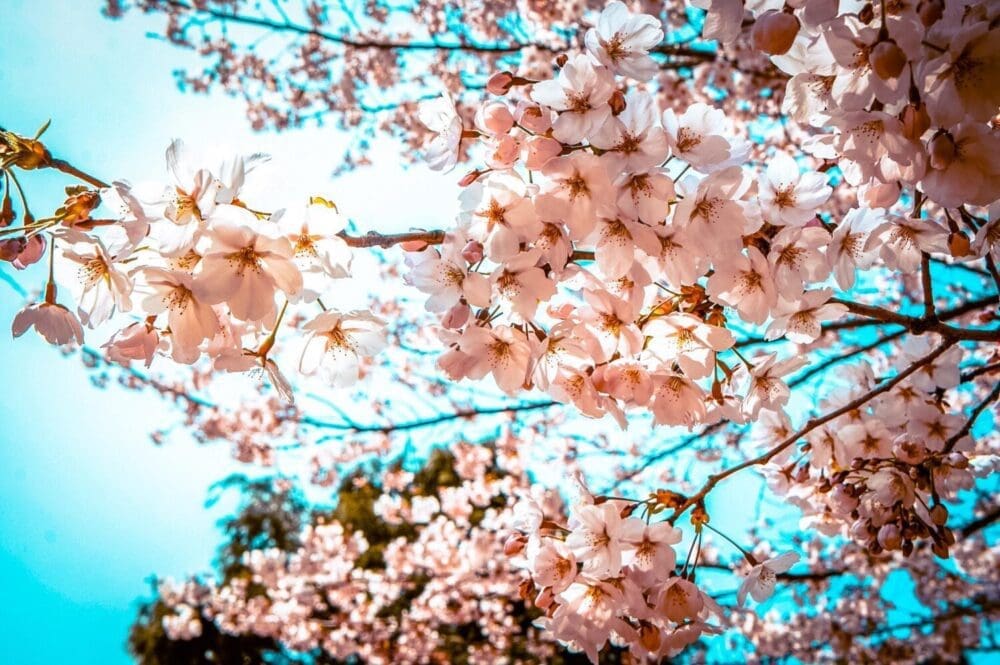 Spring in Korea 2026 | Travel Tips from 15 Years Living in Seoul 11 cherry blossoms in korea in spring
