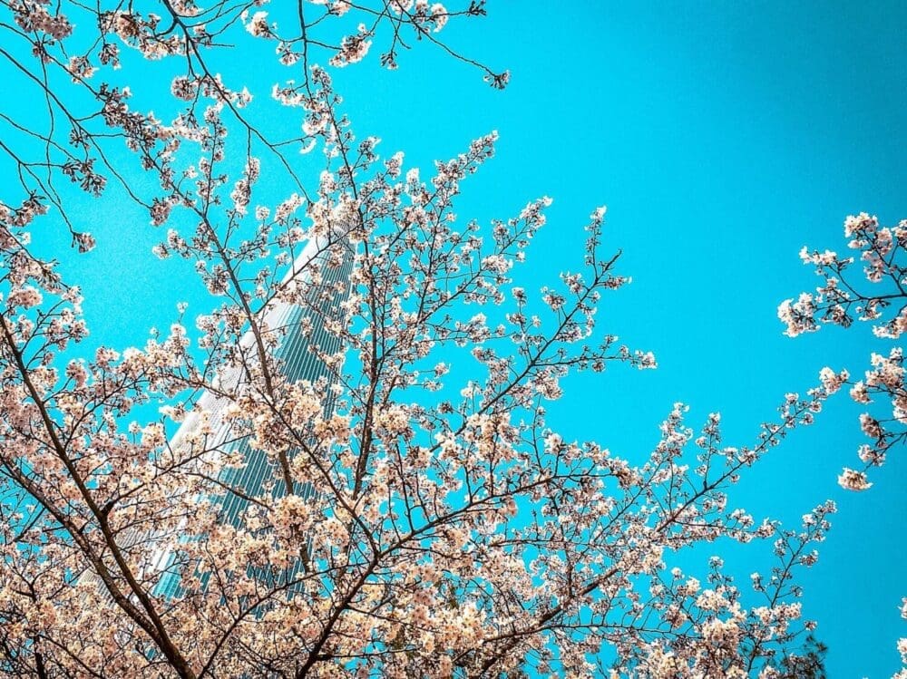 How to Visit the Seokchon Lake Cherry Blossom Festival 2026 3 cherry blossoms in front of lotte world tower