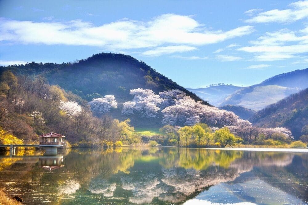 Spring in Korea 2026 | Travel Tips from 15 Years Living in Seoul 2 cherry trees on a lake during spring in korea