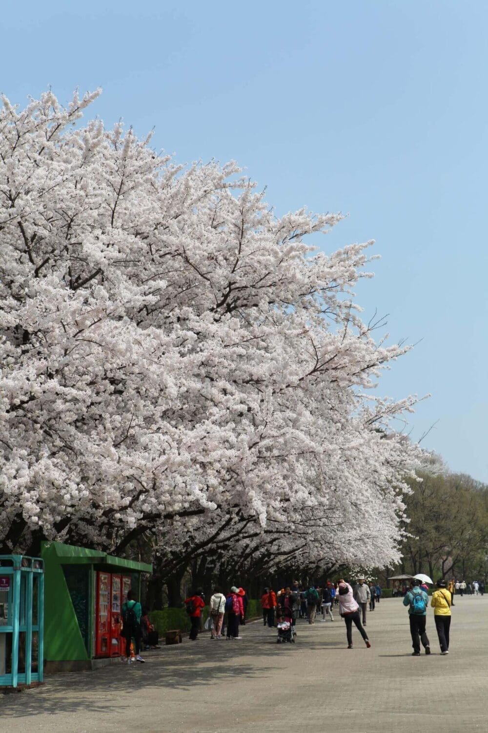 2026 Cherry Blossoms in Korea Forecast | Best Festivals in Seoul, Jinhae, Busan and More 45 cherry blossoms in korea | seoul horse race park