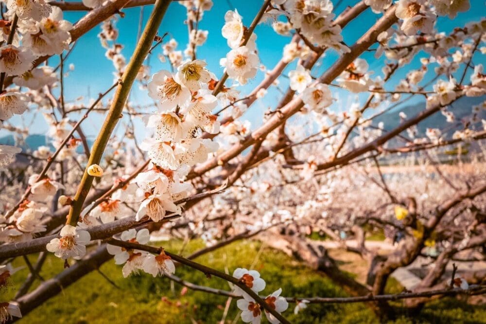 How to Visit the Gwangyang Maehwa Festival 2026 | Korea's First Spring Flowers! 1 gwangyang maehwa festival | plum blosssoms in early spring