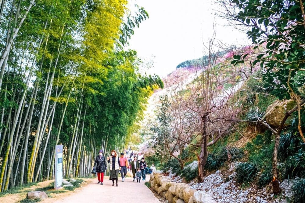 How to Visit the Gwangyang Maehwa Festival 2026 | Korea's First Spring Flowers! 21 gwangyang maehwa festival in early spring