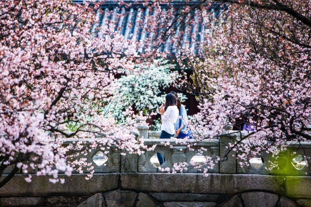 2026 Cherry Blossoms in Korea Forecast | Best Festivals in Seoul, Jinhae, Busan and More 40 cherry blossoms in korea | seoul