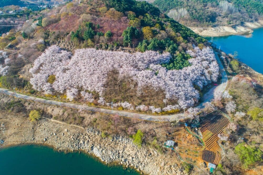 2026 Cherry Blossoms in Korea Forecast | Best Festivals in Seoul, Jinhae, Busan and More 33 cherry blossoms in korea | jecheon cheongpung lake